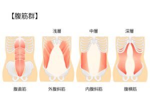 ぎっくり腰の再発予防に関わる腹横筋などの腹筋群
