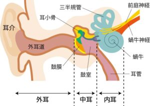 めまいや耳鳴りに関与する内耳の構造と自律神経の乱れの関係