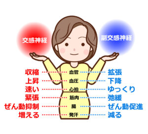 交感神経と副交感神経の役割と寒暖差による自律神経の乱れの仕組み